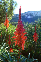 Bild auf Home Rechte Seite