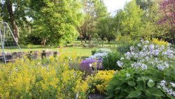 Brassicaceaen
©Universität Regensburg