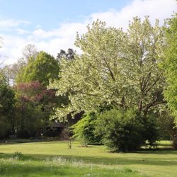 Davidia Involucrata
©Universität Regensburg