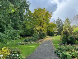 Phellodendron
©Universität Regensburg