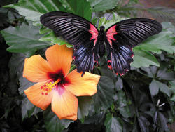 Papilio rumanzovia