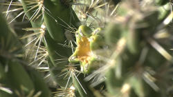 Cylindropuntia imbricata